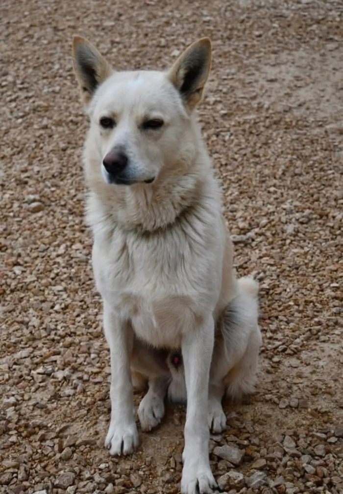 Cesare 1anno e due abbandoni  ..nessuno l ha aiutato.PUGLIA
