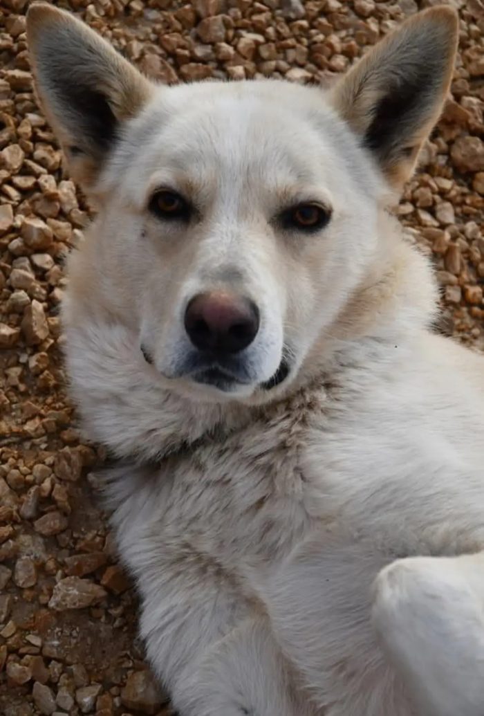 Cesare 1anno e due abbandoni  ..nessuno l ha aiutato.PUGLIA