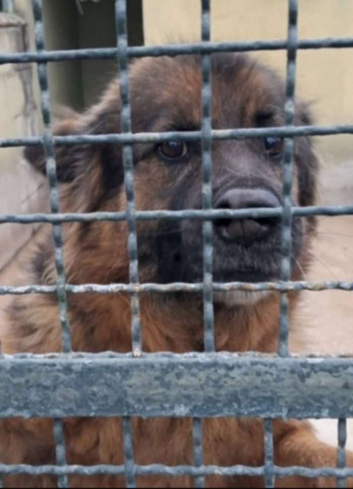 Pastore Tedesco 8anni NON ESCE MAI DAL BOX! CASERTA