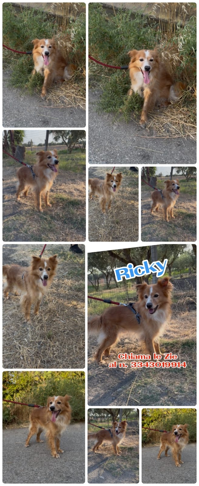 Ricky ti aspetta