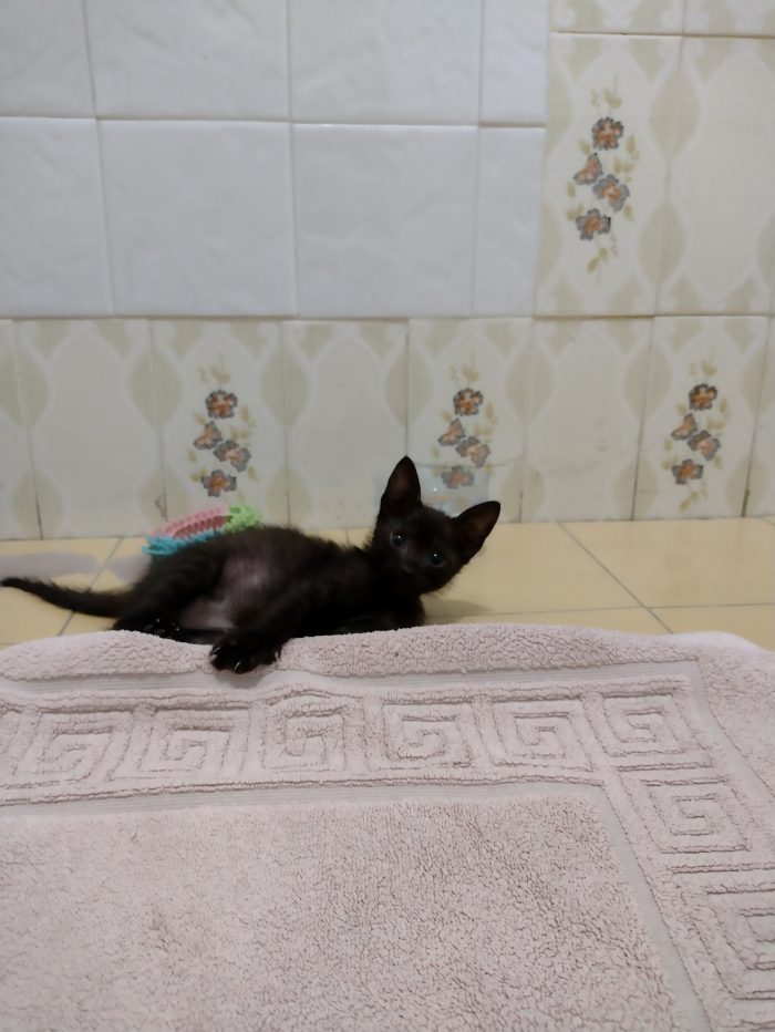 Ciao a tutti da Sofì, Splendida Gattina di 2 mesi (Catania)