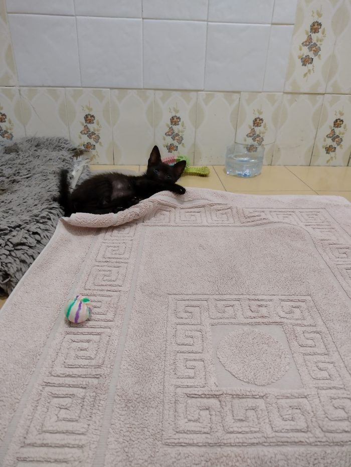 Ciao a tutti da Sofì, Splendida Gattina di 2 mesi (Catania)