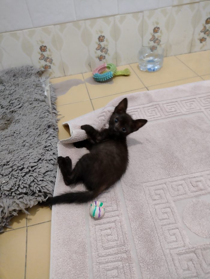 Ciao a tutti da Sofì, Splendida Gattina di 2 mesi (Catania)