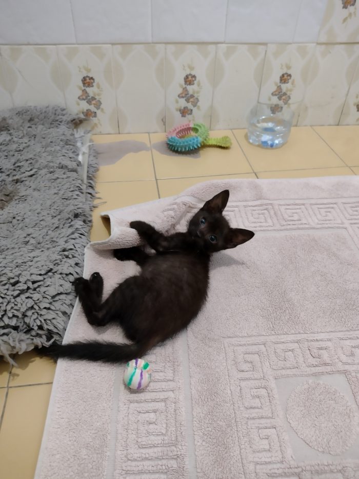 Ciao a tutti da Sofì, Splendida Gattina di 2 mesi (Catania) - media 4