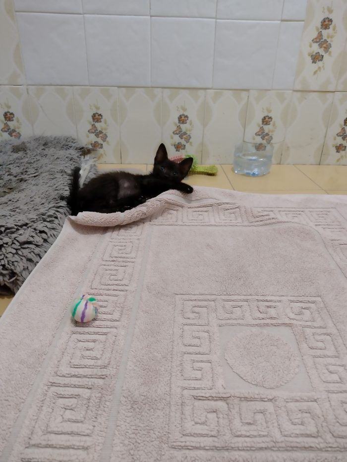 Ciao a tutti da Sofì, Splendida Gattina di 2 mesi (Catania) - media 5