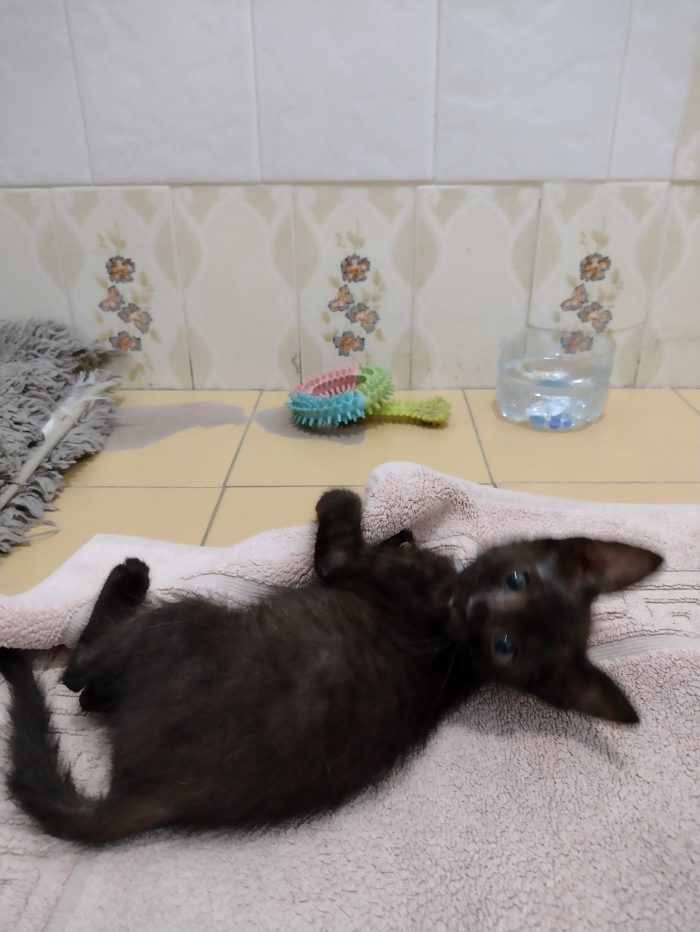 Ciao a tutti da Sofì, Splendida Gattina di 2 mesi (Catania) - media 6