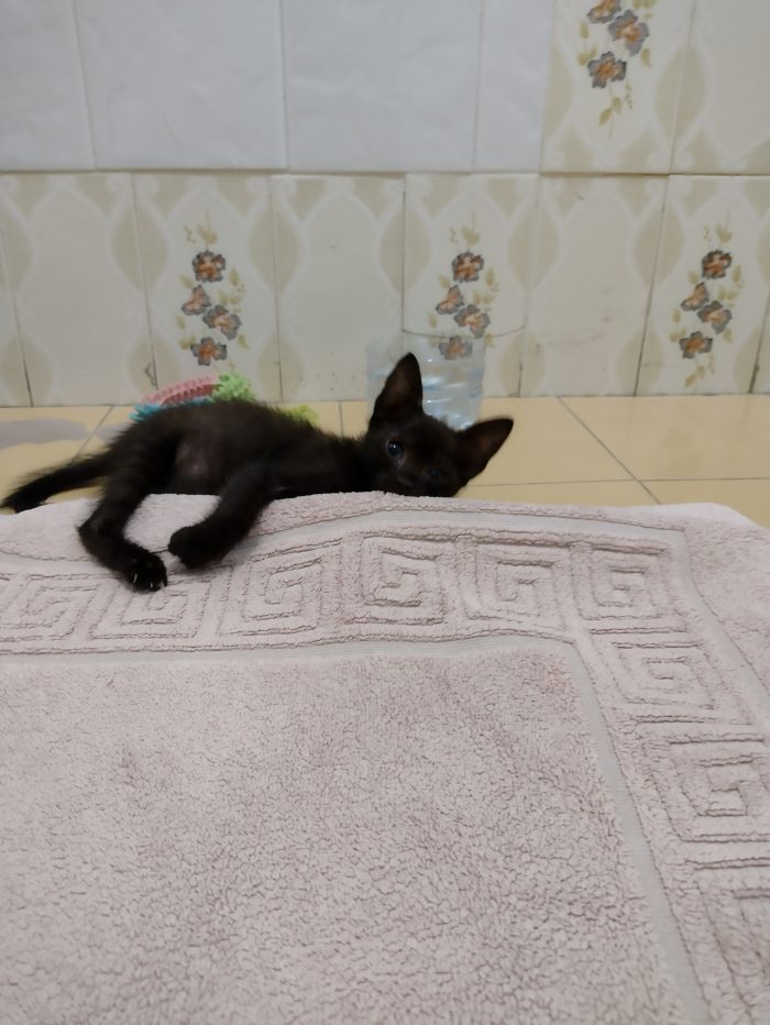 Ciao a tutti da Sofì, Splendida Gattina di 2 mesi (Catania) - media 7