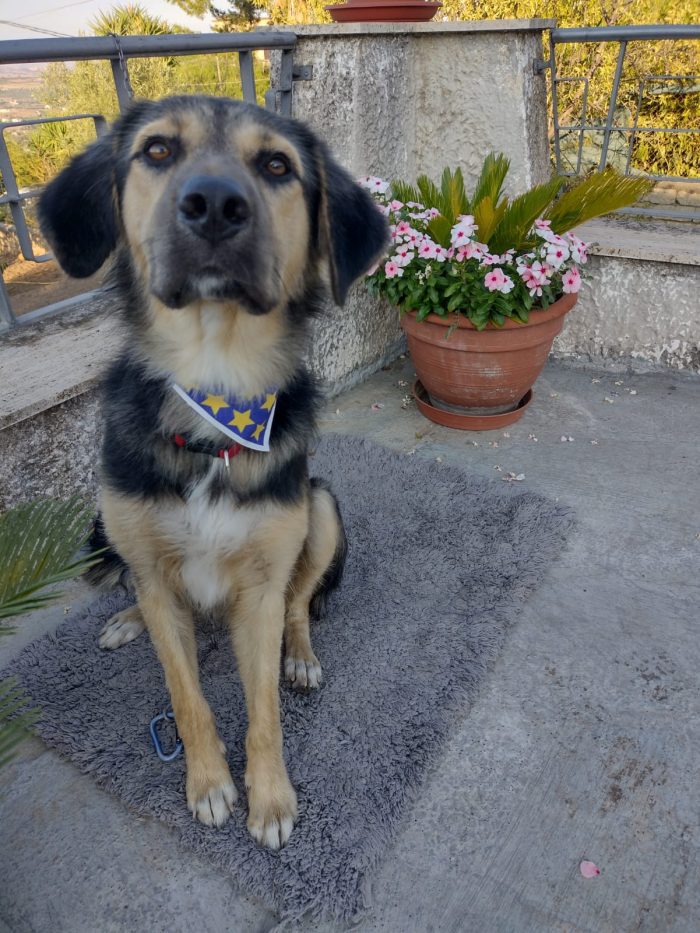 Ciao a tutti da Remì.! Splendido Simil Pastore di 1 anno.! (Catania) - media 9