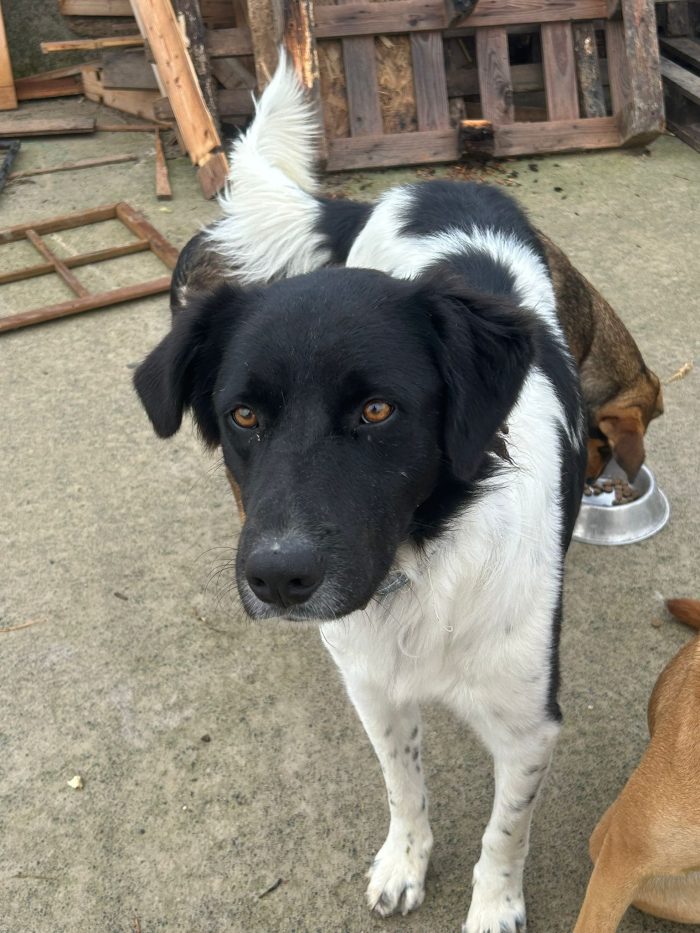 Oscar cerca una famiglia semplice e tanto amore