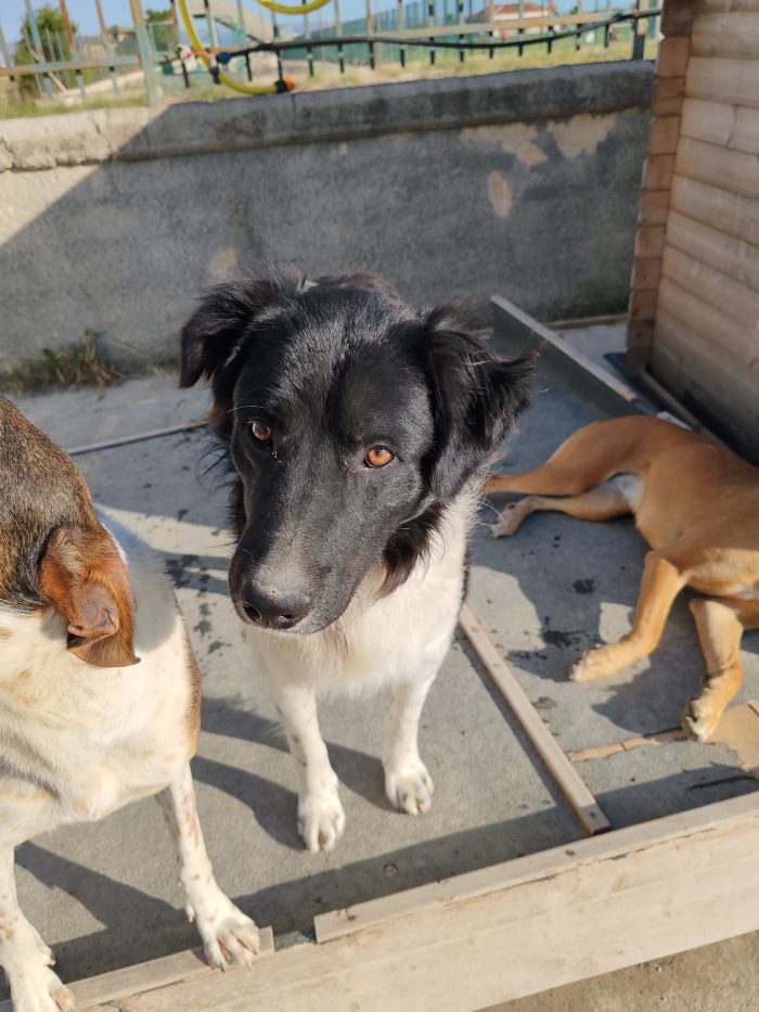 Oscar cerca una famiglia semplice e tanto amore