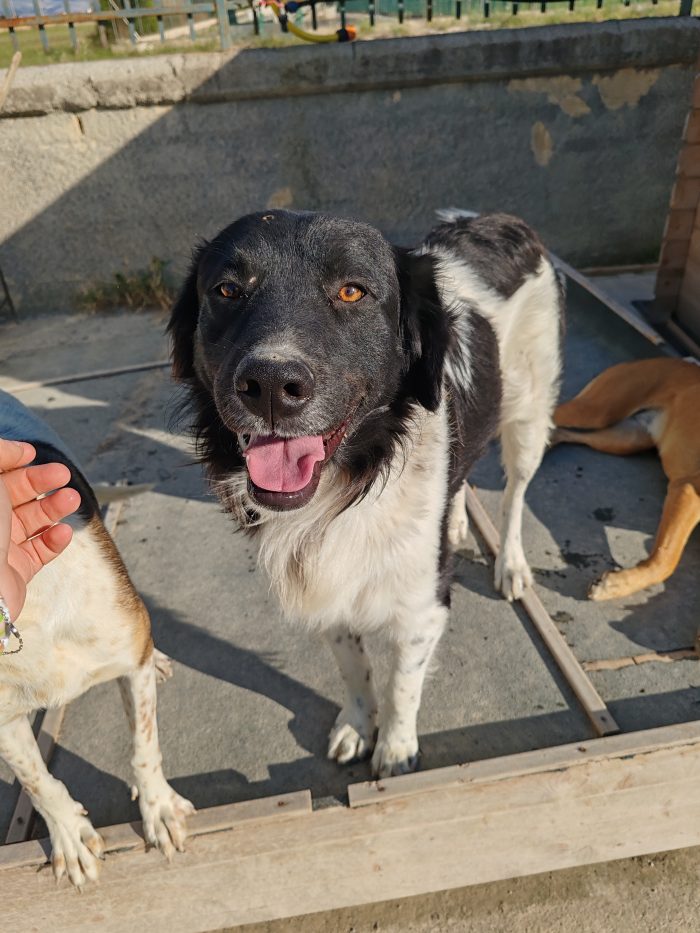 Oscar cerca una famiglia semplice e tanto amore - media 4