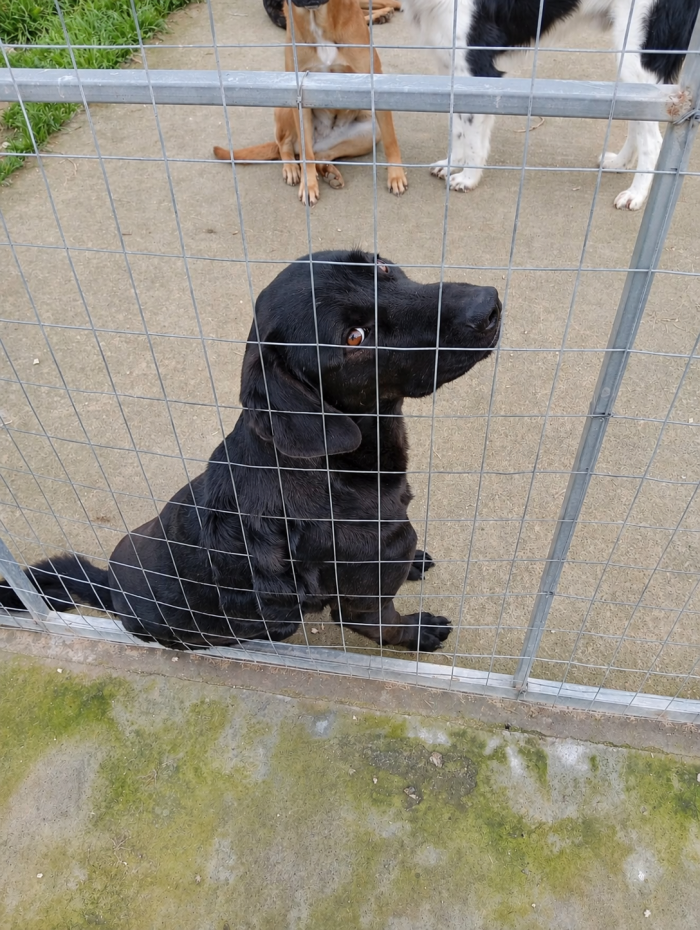 Axel, il cane più buono e affettuoso di tutti cerca adozione per sempre
