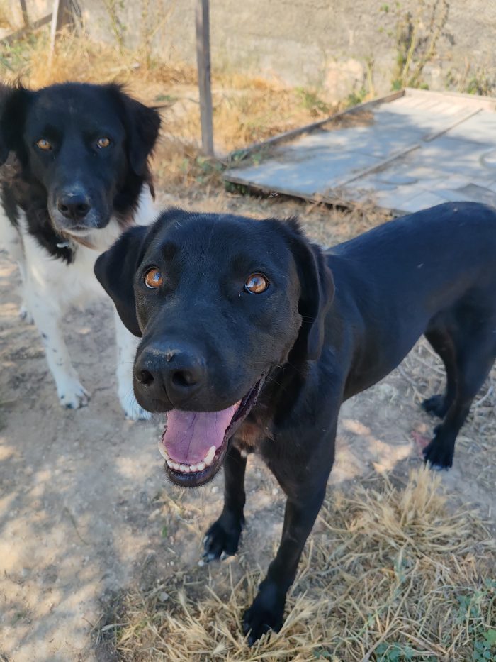 Axel, il cane più buono e affettuoso di tutti cerca adozione per sempre