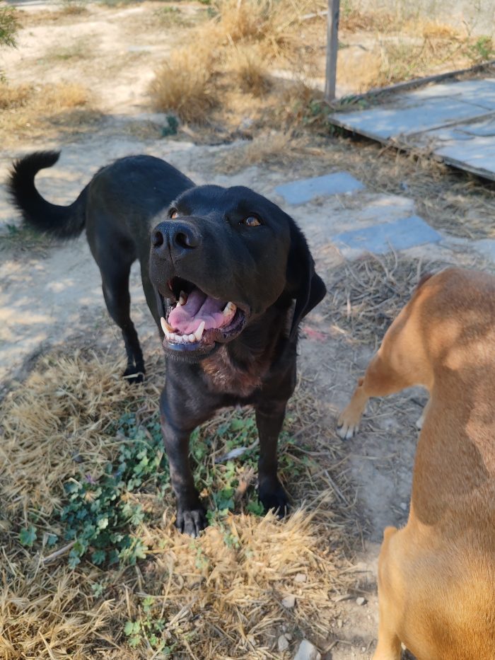 Axel, il cane più buono e affettuoso di tutti cerca adozione per sempre