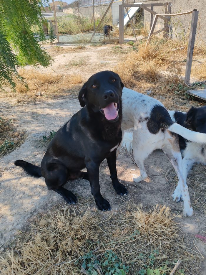 Axel, il cane più buono e affettuoso di tutti cerca adozione per sempre - media 4