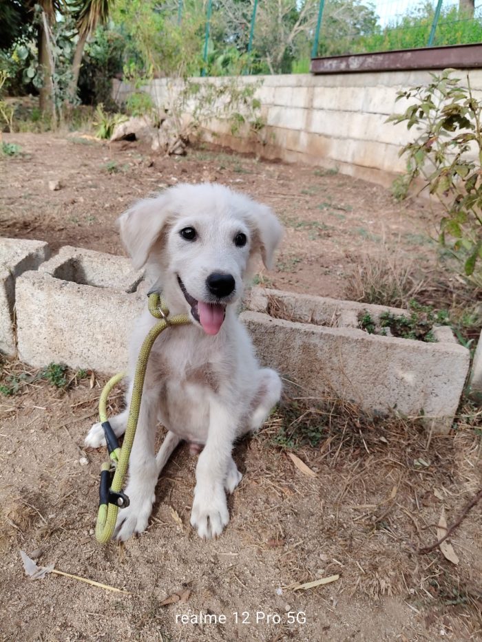 Alex splendido cucciolo mix maremmano cerca casa