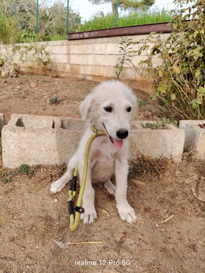 Alex splendido cucciolo mix maremmano cerca casa