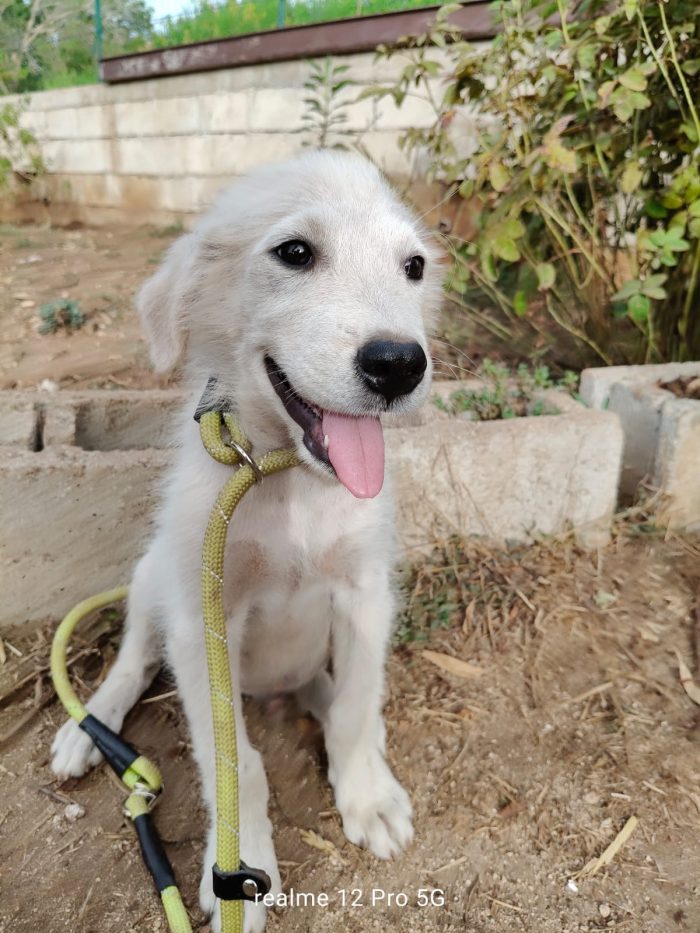 Alex splendido cucciolo mix maremmano cerca casa