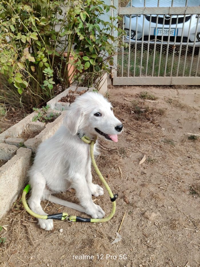 Alex splendido cucciolo mix maremmano cerca casa - media 5