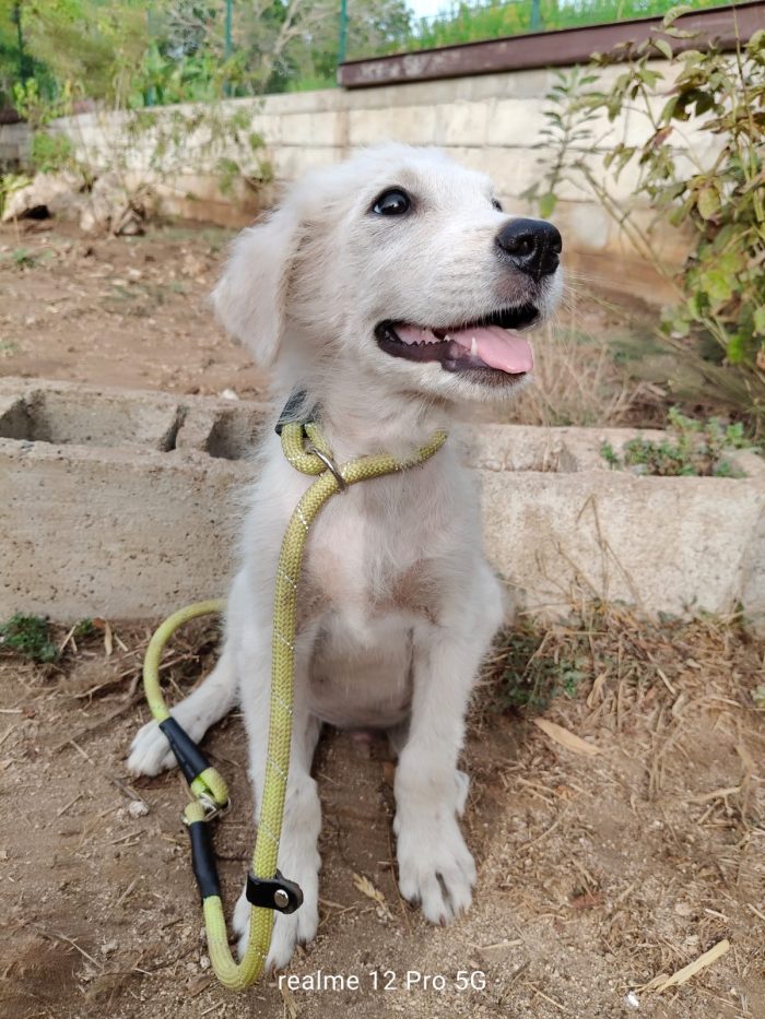 Alex splendido cucciolo mix maremmano cerca casa - media 7