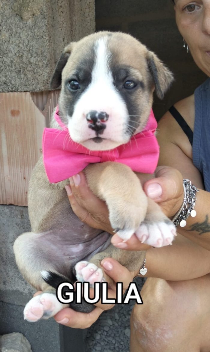 Giulia bellissima cucciola simil pit