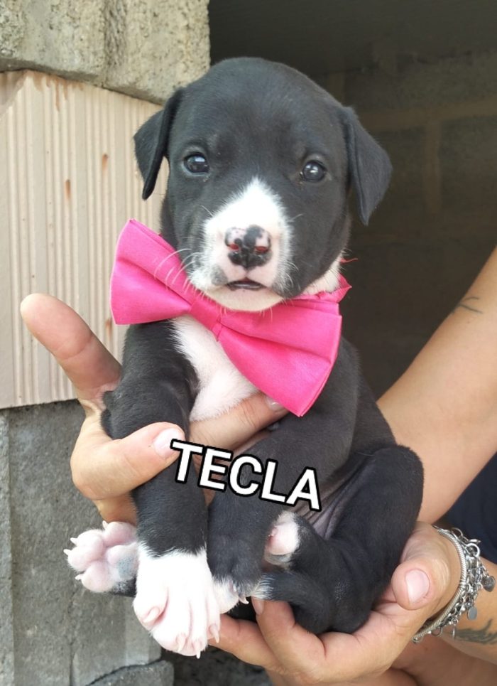 Tecla dolcissima cucciola simil pit