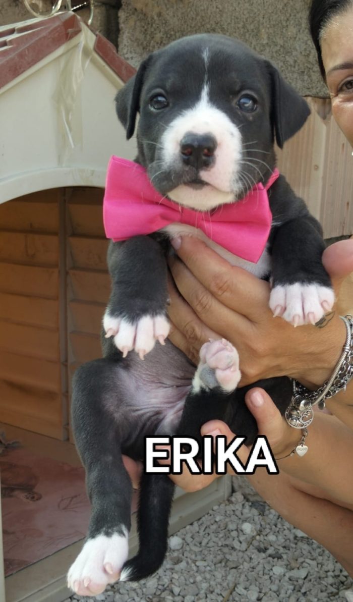Erika dolcissima cucciola simil pit