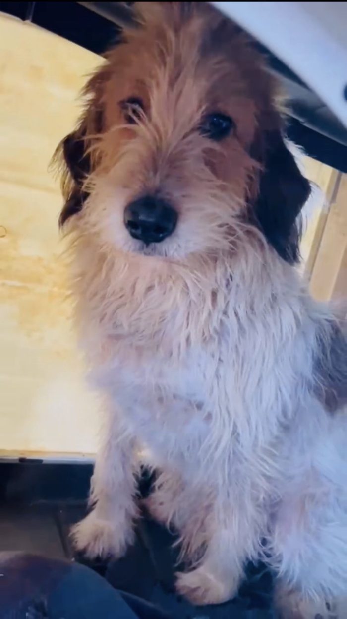 Incrocio spinone sopravvissuto ad un avvelenamento