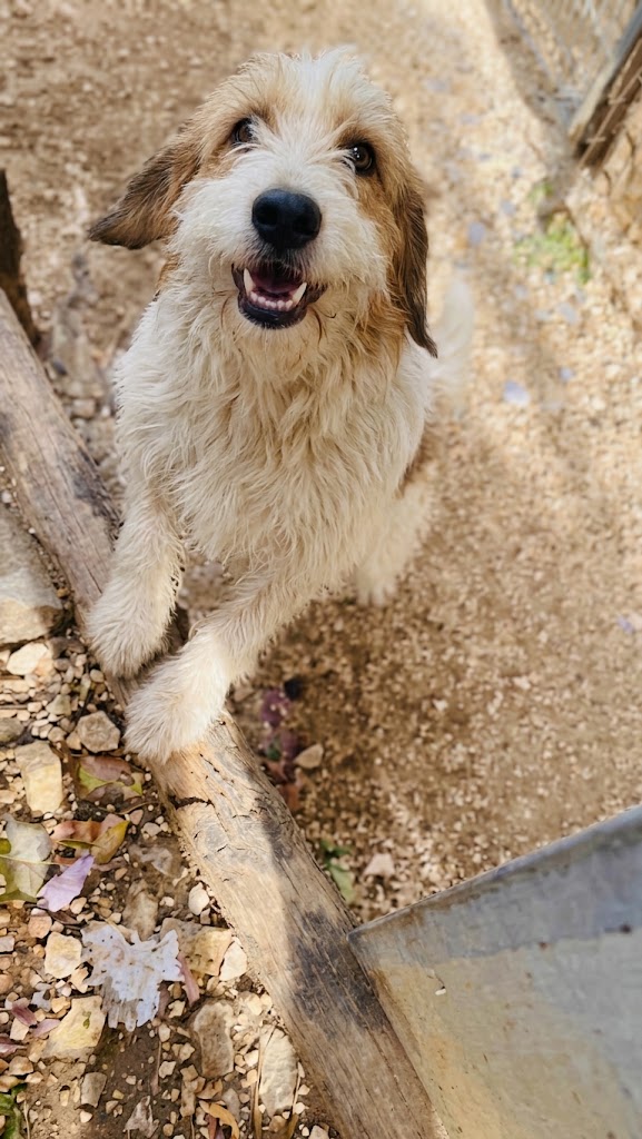 Incrocio spinone sopravvissuto ad un avvelenamento