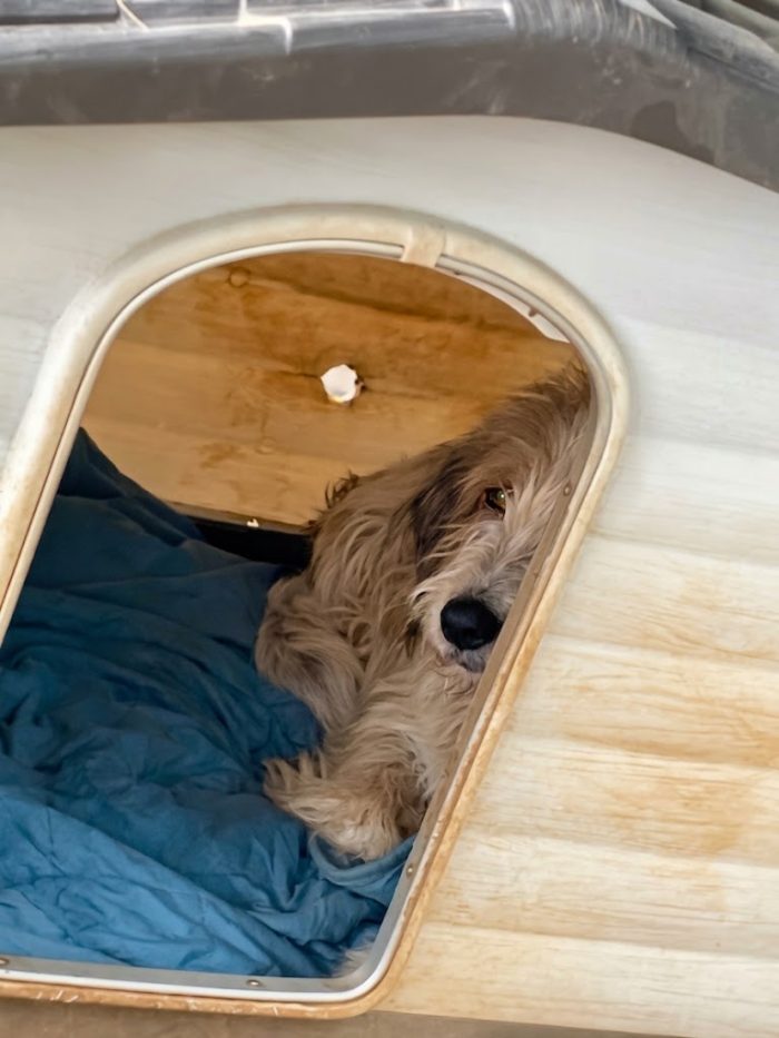 Incrocio spinone sopravvissuto ad un avvelenamento - media 4