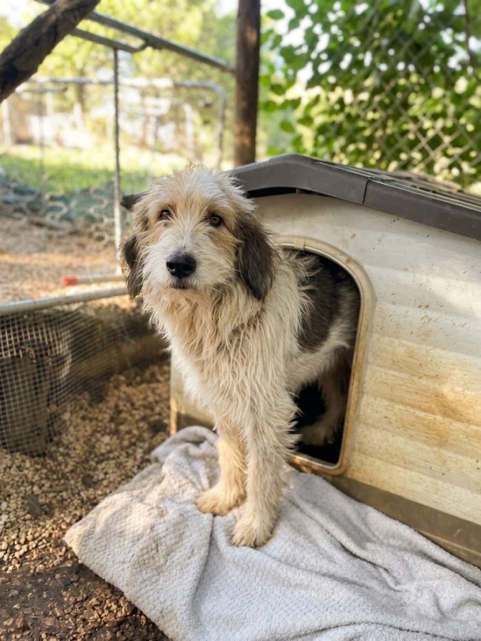Incrocio spinone sopravvissuto ad un avvelenamento - media 5