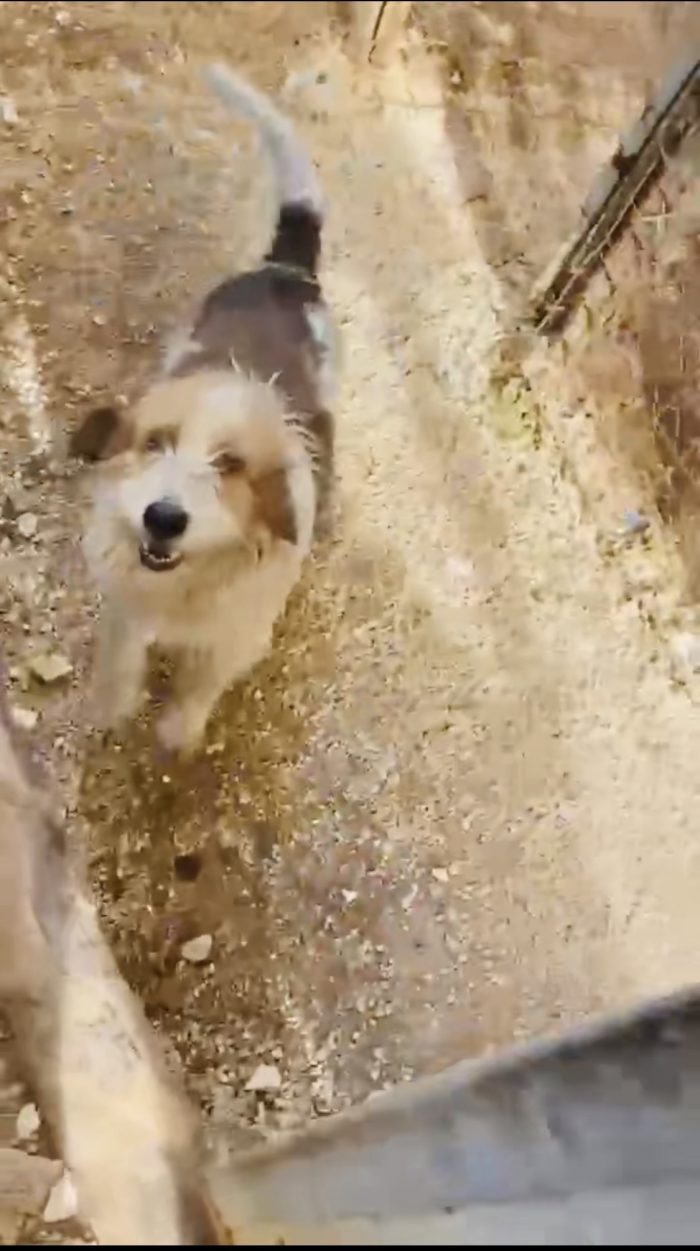 Incrocio spinone sopravvissuto ad un avvelenamento