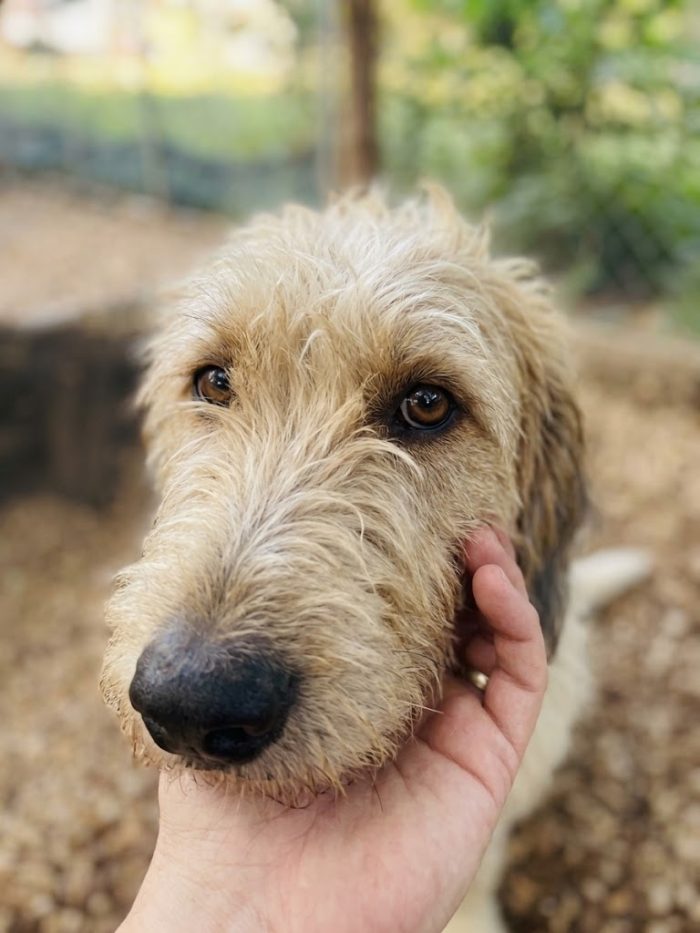 Incrocio spinone sopravvissuto ad un avvelenamento - media 8