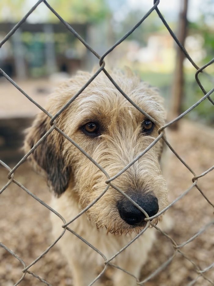 Incrocio spinone sopravvissuto ad un avvelenamento - media 7