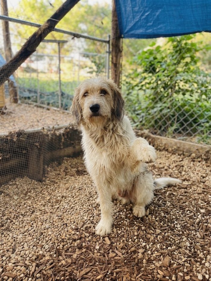 Incrocio spinone sopravvissuto ad un avvelenamento - media 6