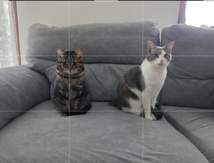 Tigri e Gina: due cuori in un solo annuncio 🐾❤️