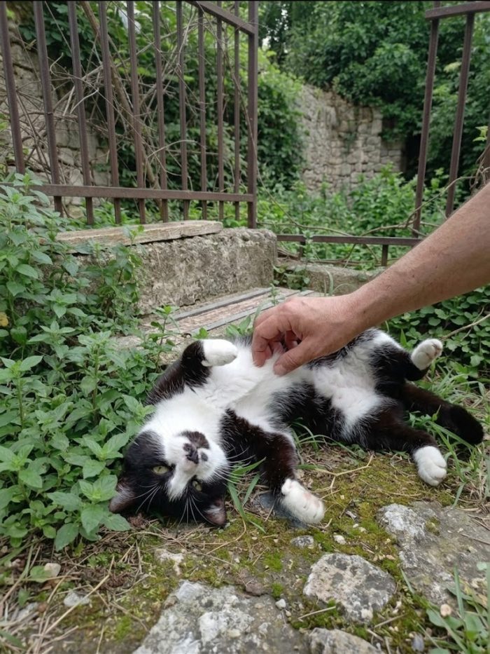 Micione Zorro salviamolo dalla strada