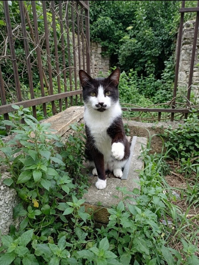 Micione Zorro salviamolo dalla strada