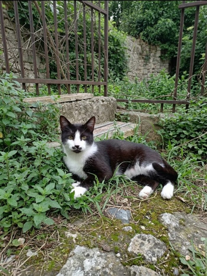 Micione Zorro salviamolo dalla strada
