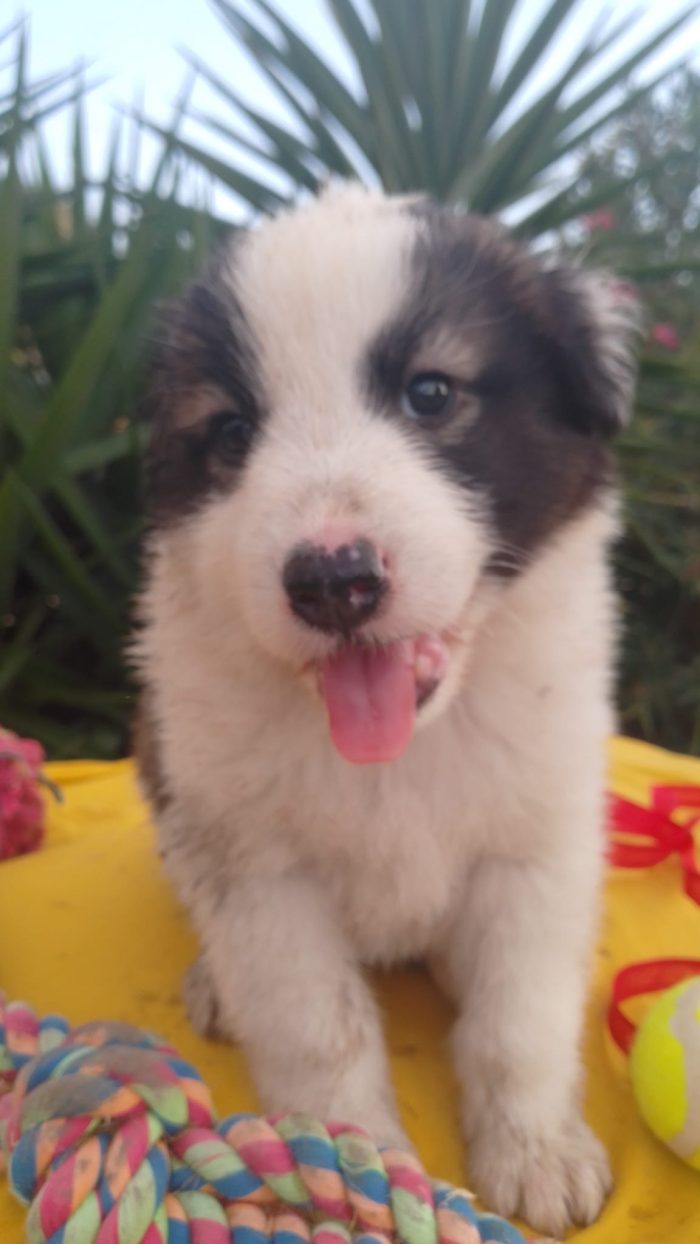 Bacco splendido dolce cucciolo cerca casa
