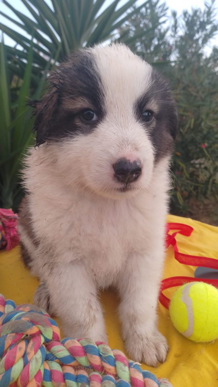 Bacco splendido dolce cucciolo cerca casa