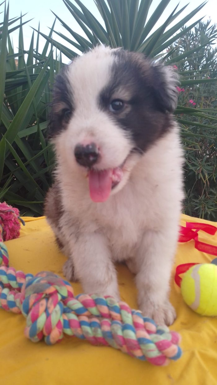 Bacco splendido dolce cucciolo cerca casa