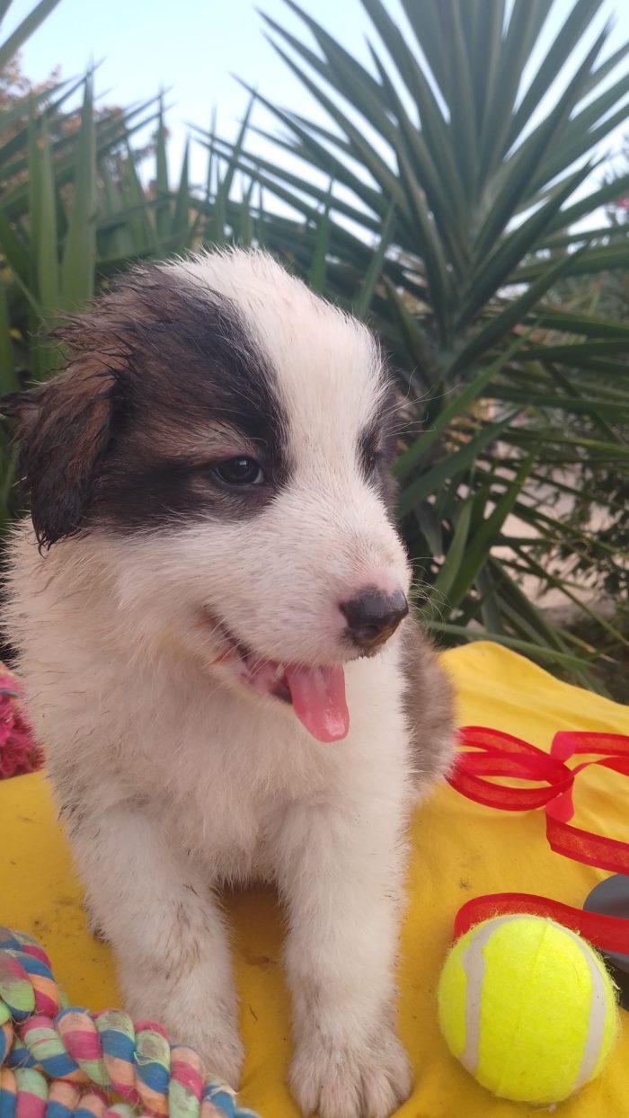 Bacco splendido dolce cucciolo cerca casa - media 5