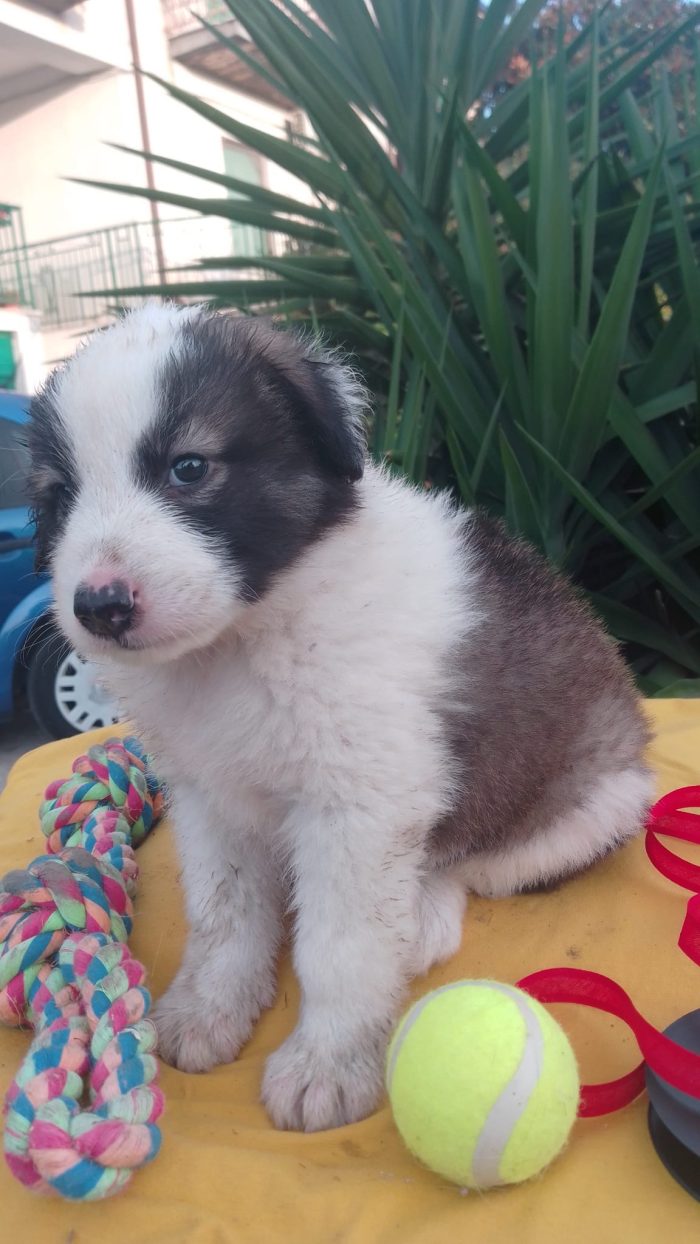 Bacco splendido dolce cucciolo cerca casa - media 4