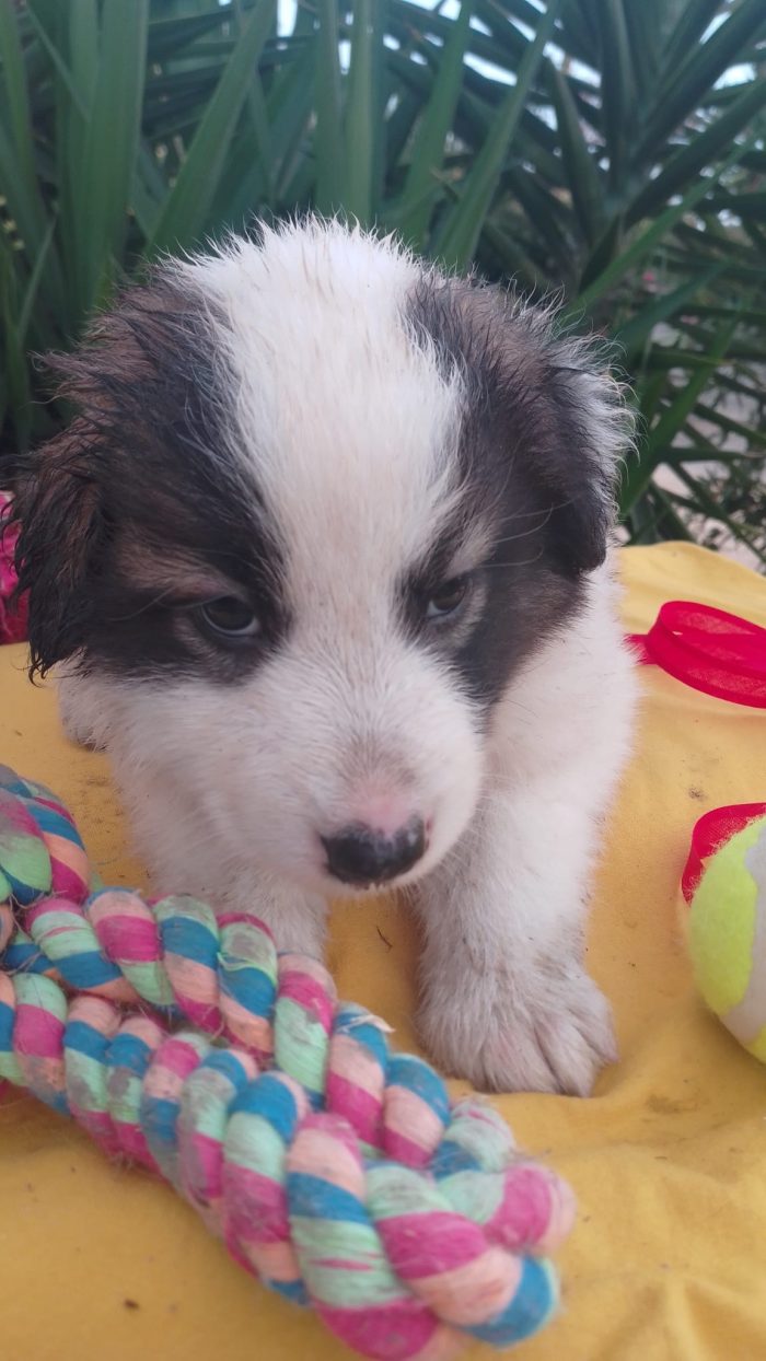 Bacco splendido dolce cucciolo cerca casa - media 6