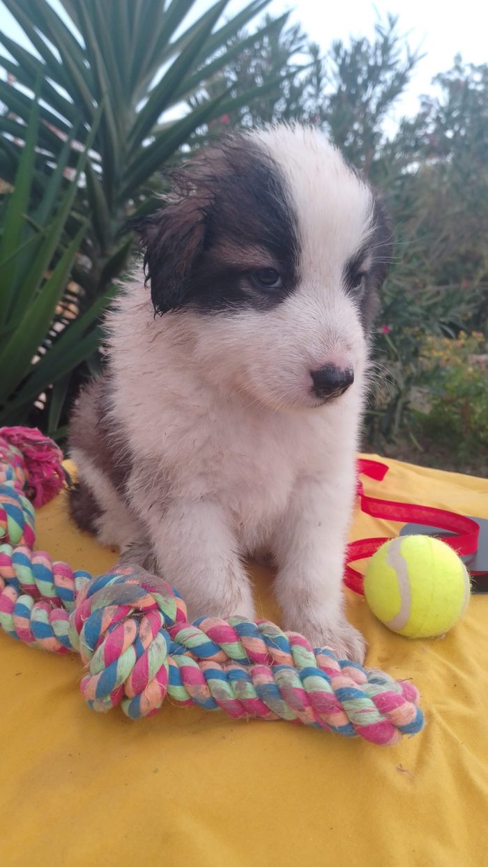 Bacco splendido dolce cucciolo cerca casa - media 7