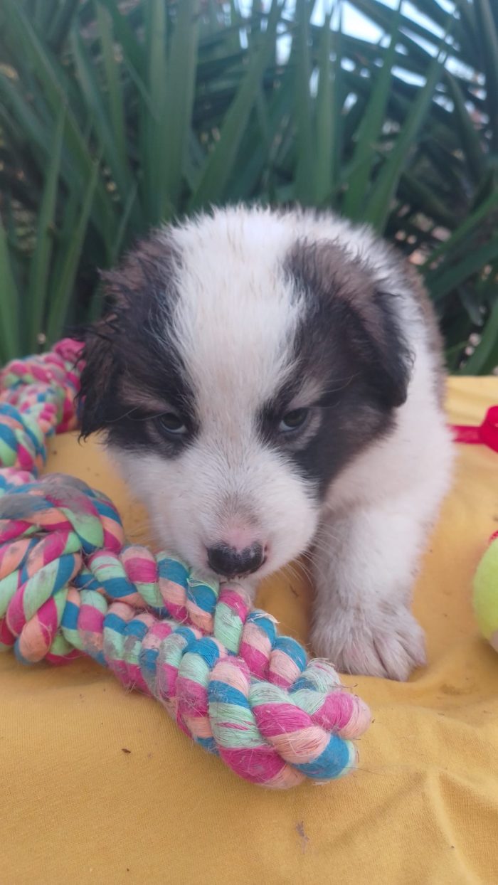 Bacco splendido dolce cucciolo cerca casa - media 8