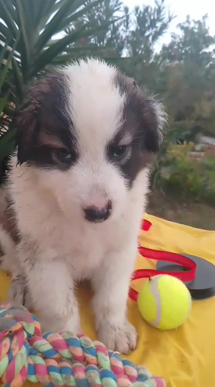 Bacco splendido dolce cucciolo cerca casa - media 9