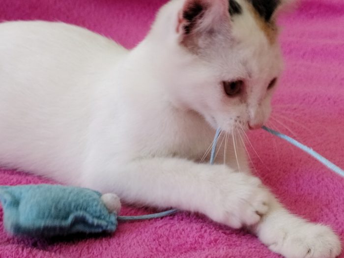 Gattina di 3 mesi
