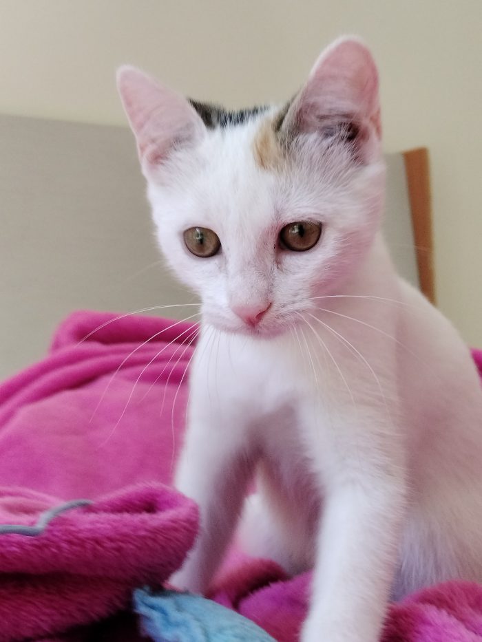 Gattina di 3 mesi